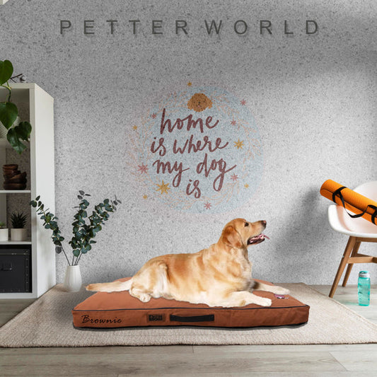 Why Elevated Dog Beds Are the Ultimate Comfort for Your Pet: A Guide from PetterWorld