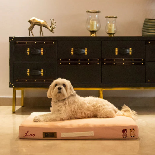 The Ultimate Guide to Choosing the Best Chew-Proof Dog Bed by Petter World