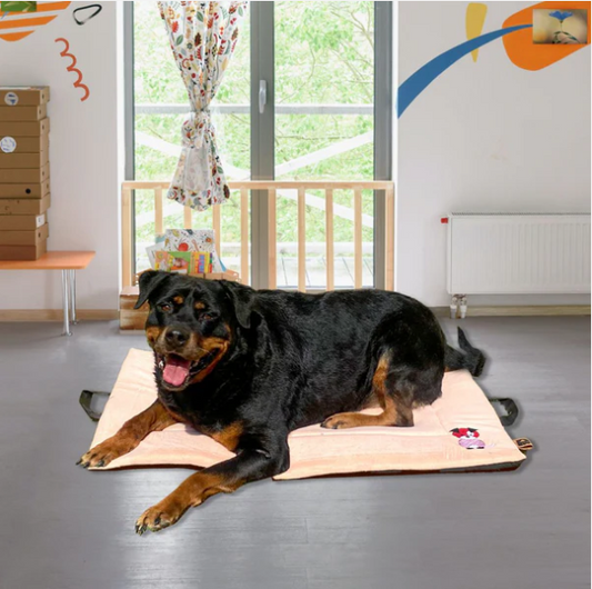 Top Features to Look for in Cooling Mats for Dogs: A Petter World Guide