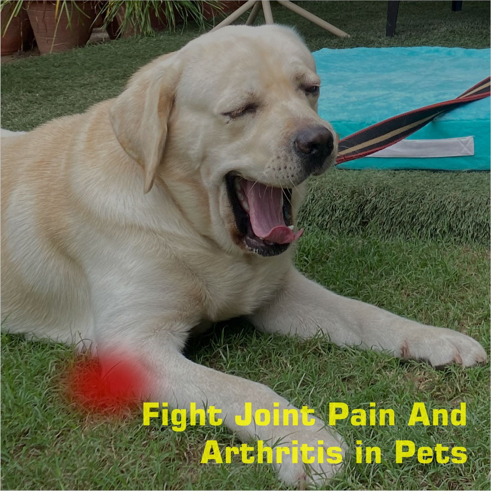 Understanding Arthritis in Dogs: How Orthopedic Beds Provide Relief