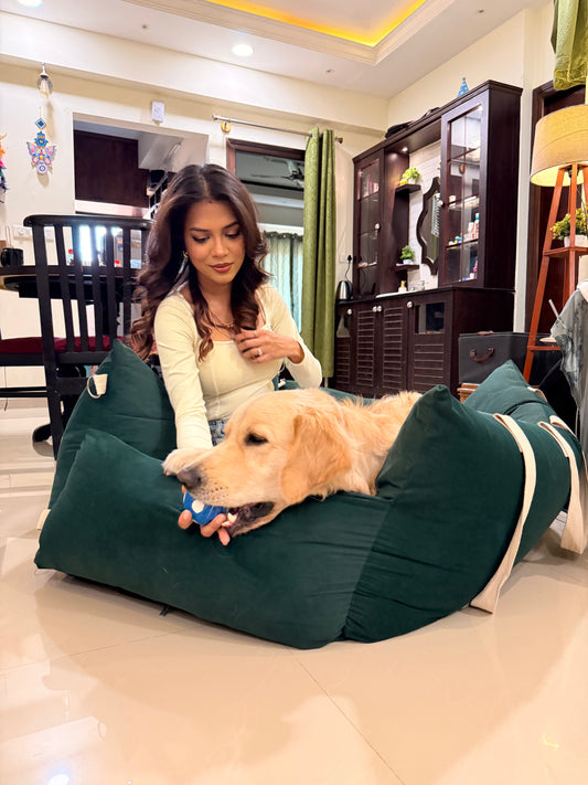 Why Does My Dog Refuse to Sleep on Their Bed ? (and where do they actually feel comfortable?)