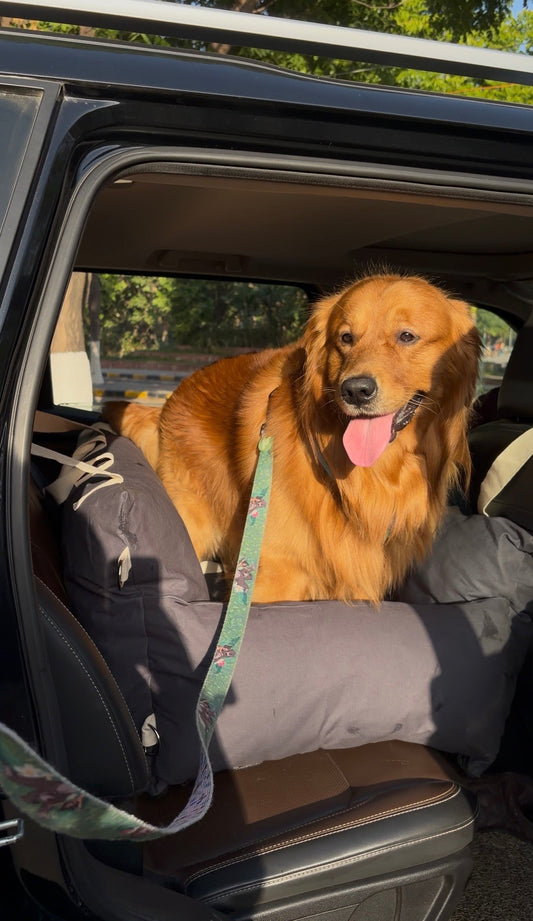 10 Mistakes I Made While Traveling with My Dog! (So You Don't Have To)