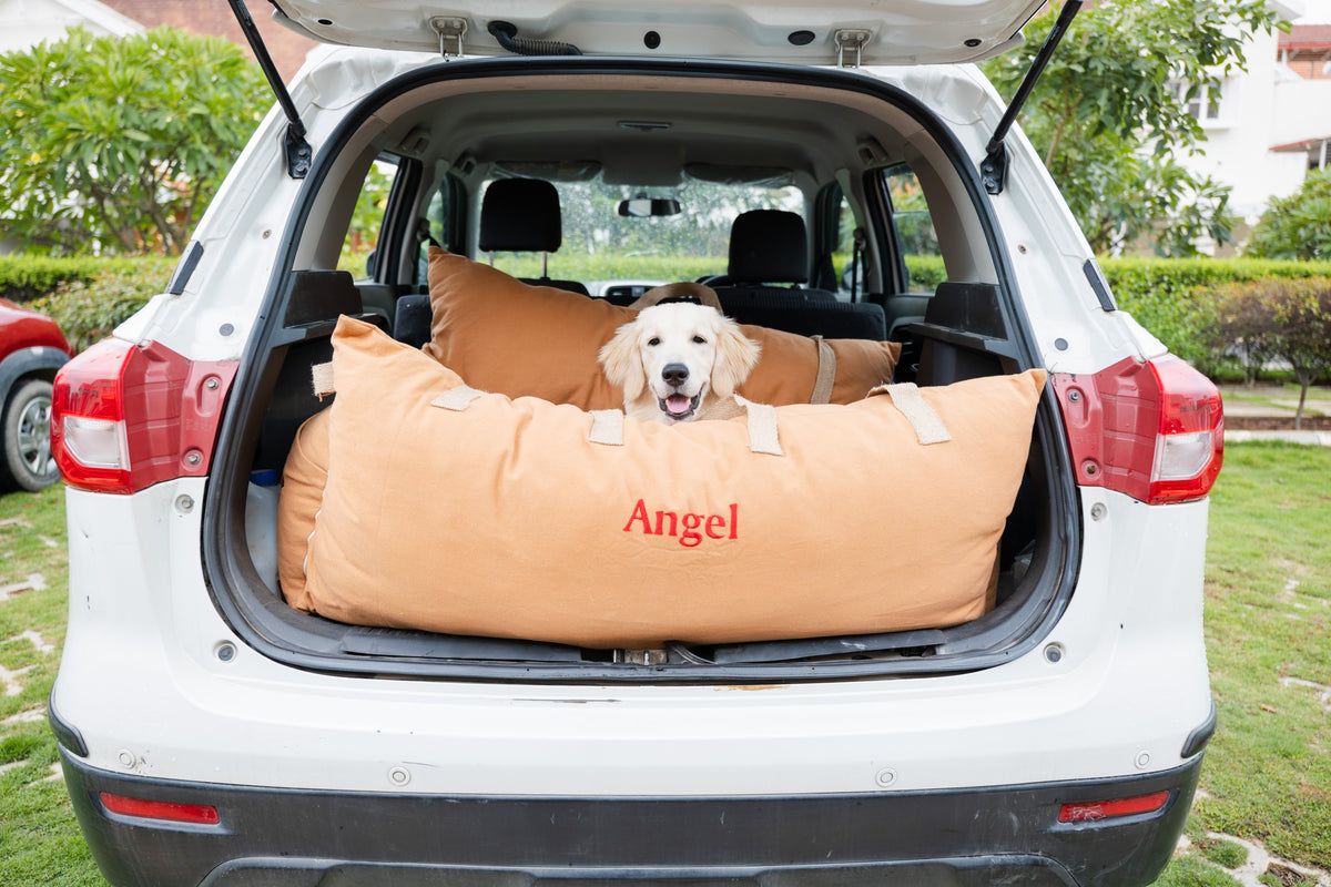 Why Traveling With Your Dog Is Harder Than You Think ?