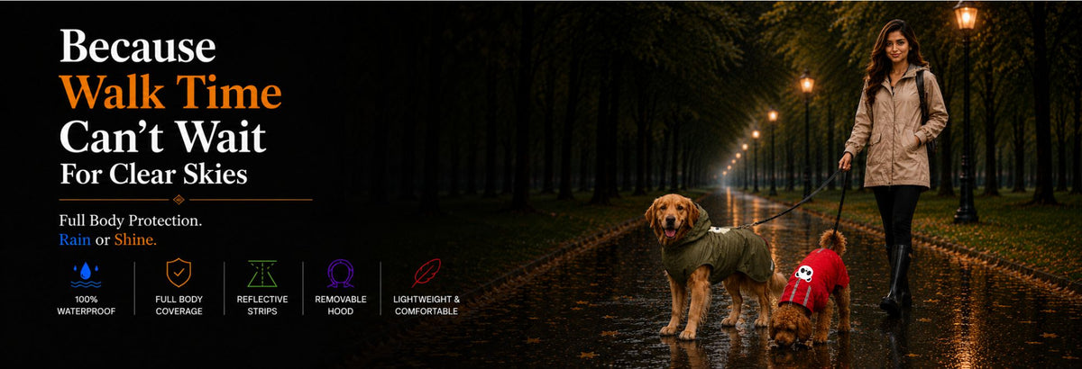Rainy Day Dog Care: What to Do When Your Dog Can't Go on Long Walks