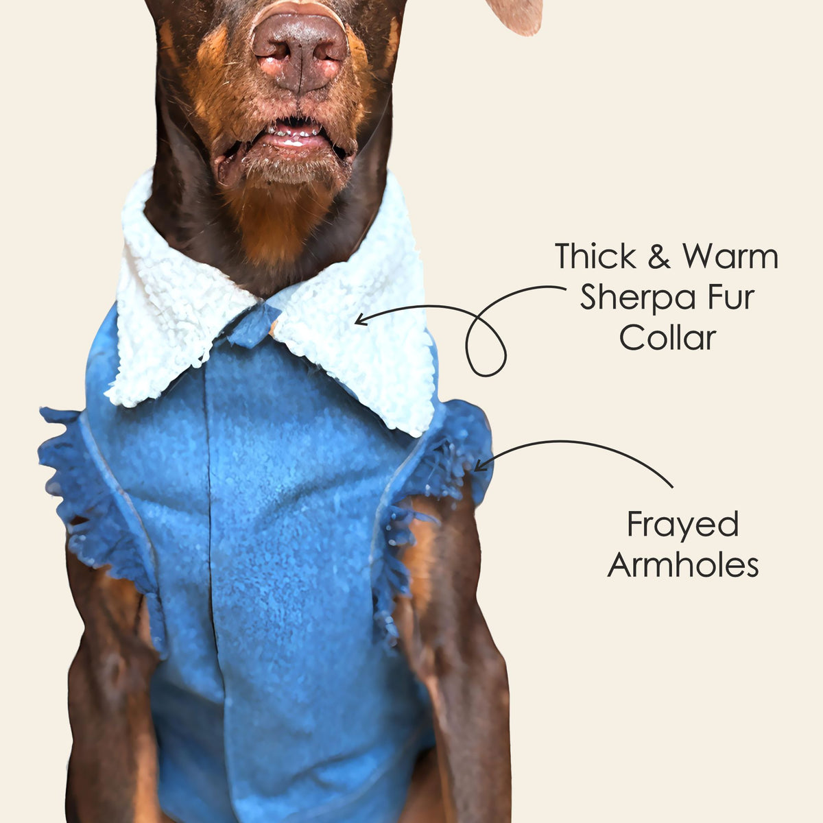 Petter World Pawluxe Sherpa Denim Jacket – Premium Winter Dog Coat | Blue Denim with White Fur Collar | Soft Velcro Closure, Distressed Armholes & Cozy Lining