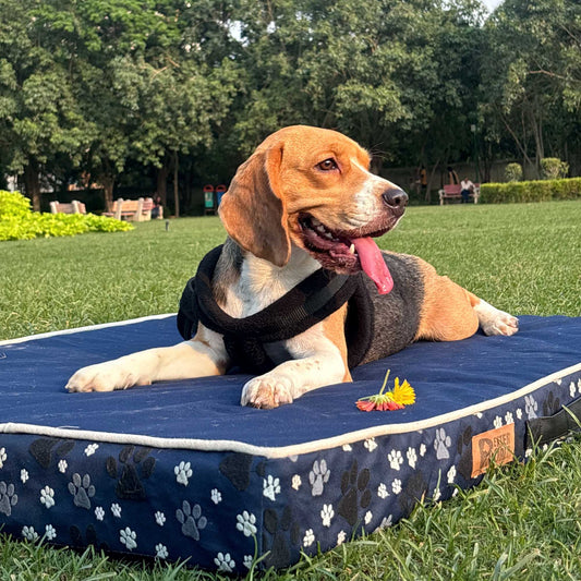 Waterproof & Chewproof Dog Mattress for Small to Extra Large Breeds -  Ensign Blue